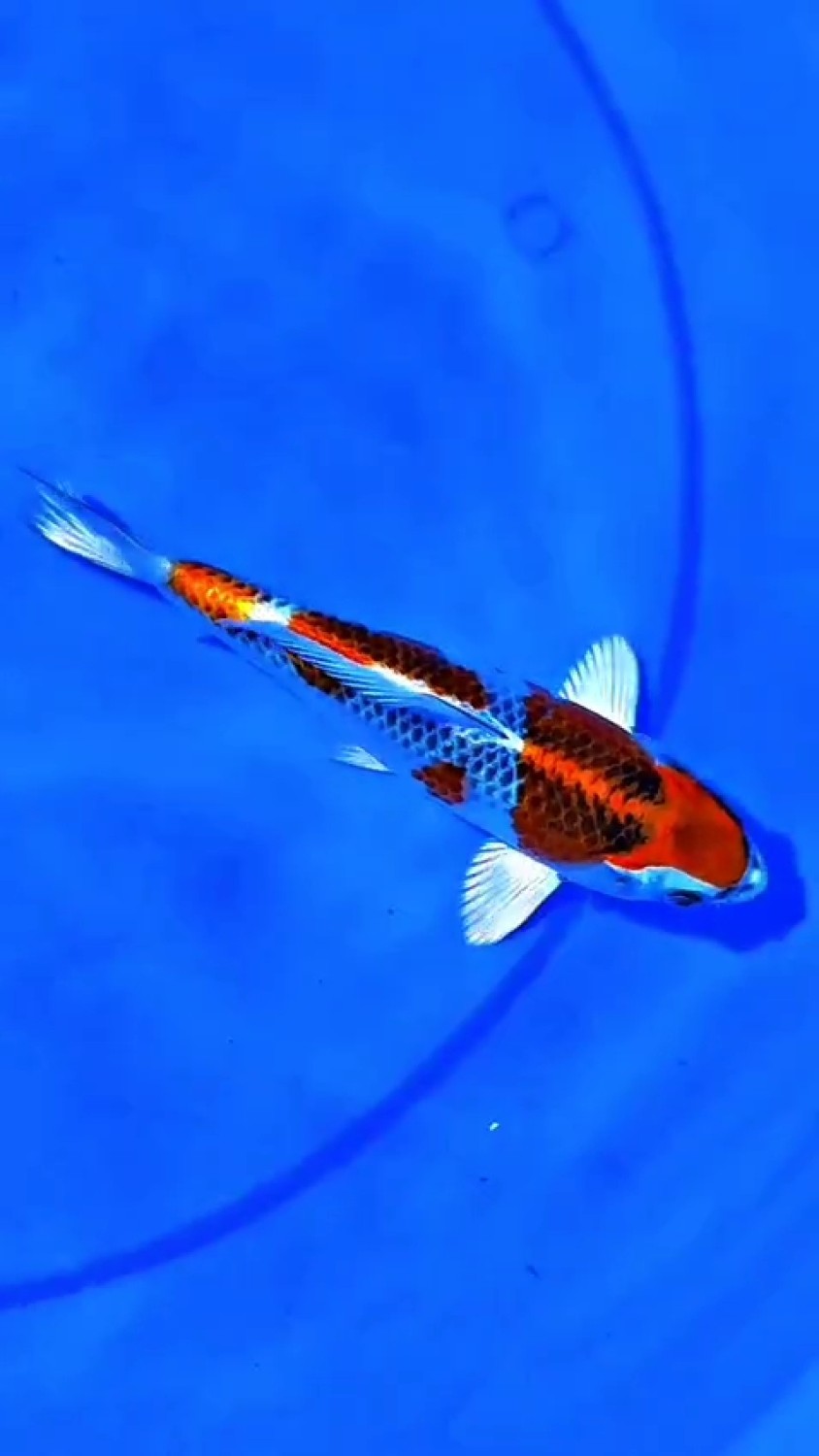 Juara 2