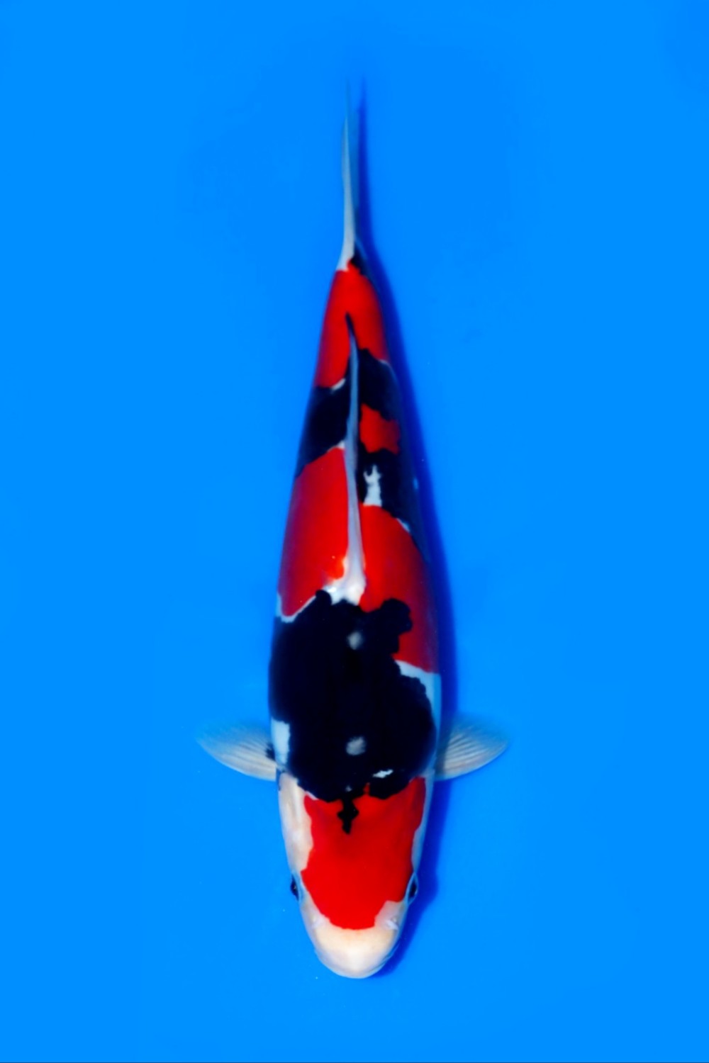Juara 1