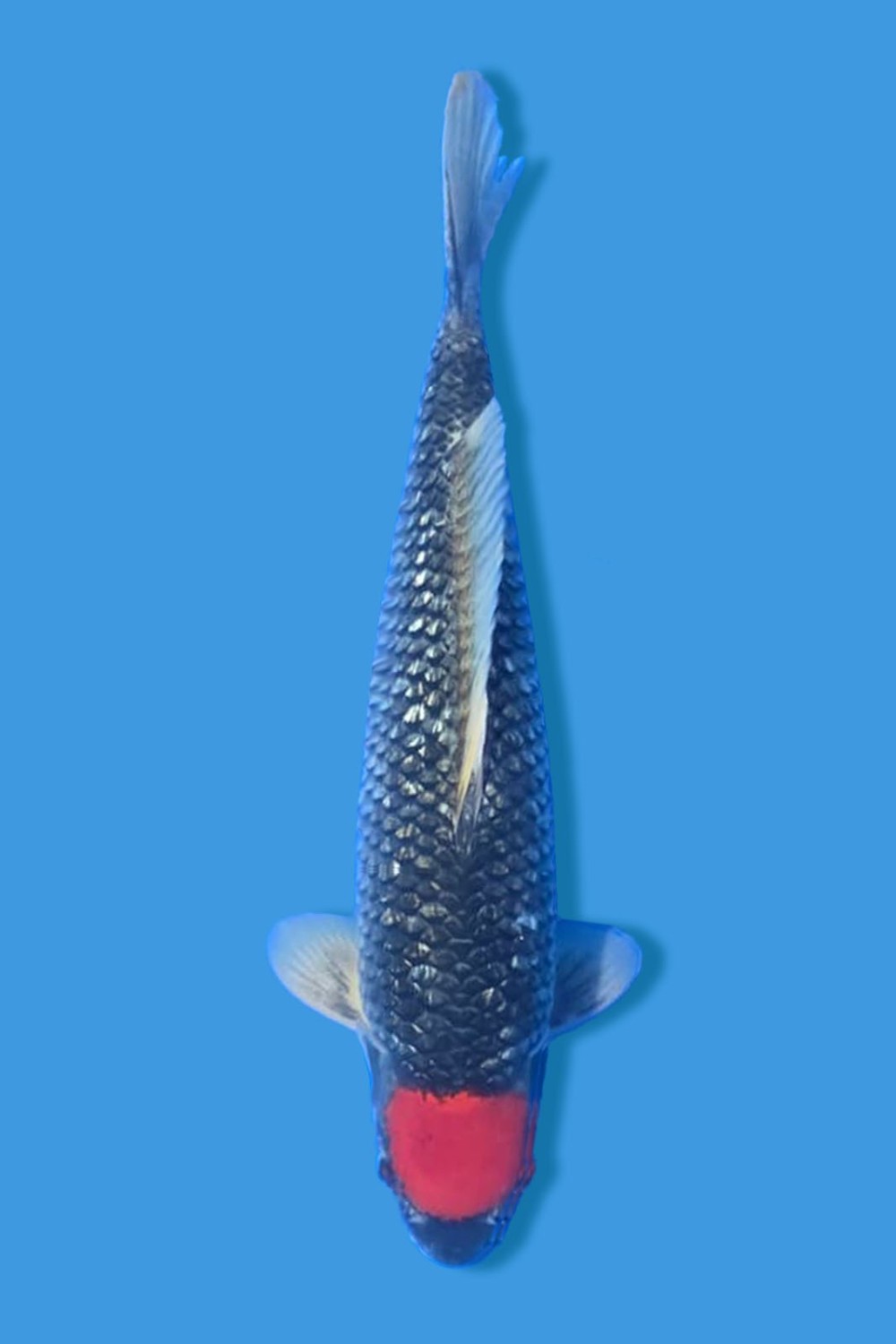 Juara 1