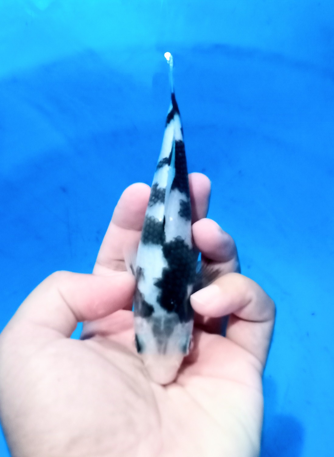 Juara 2