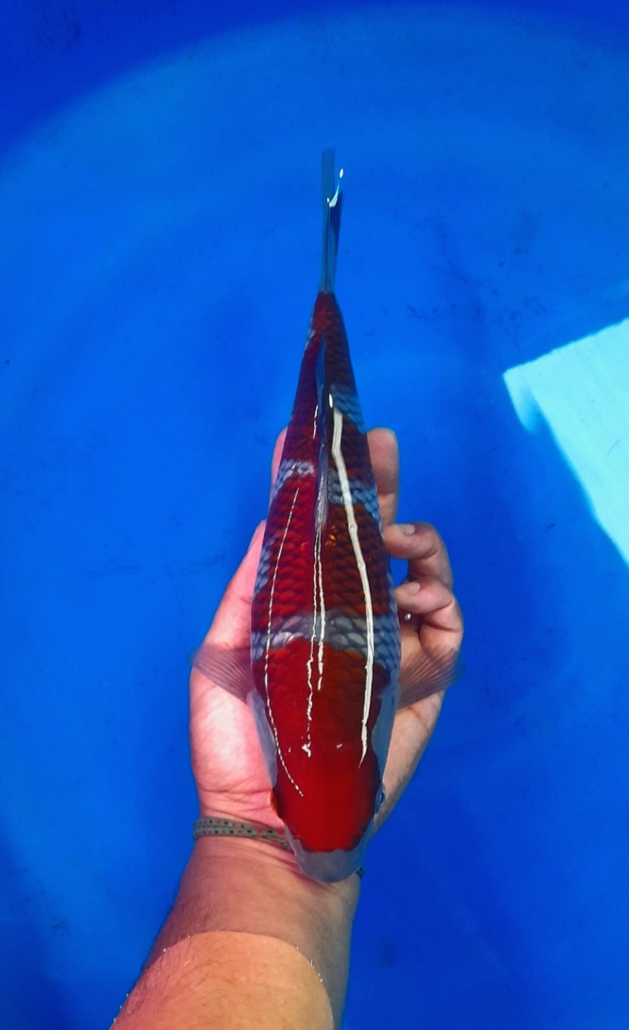 Juara 3