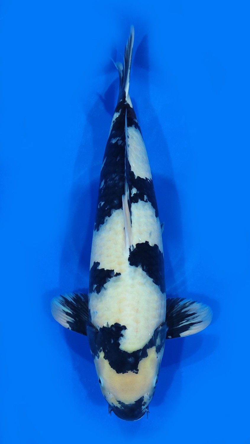 Juara 1