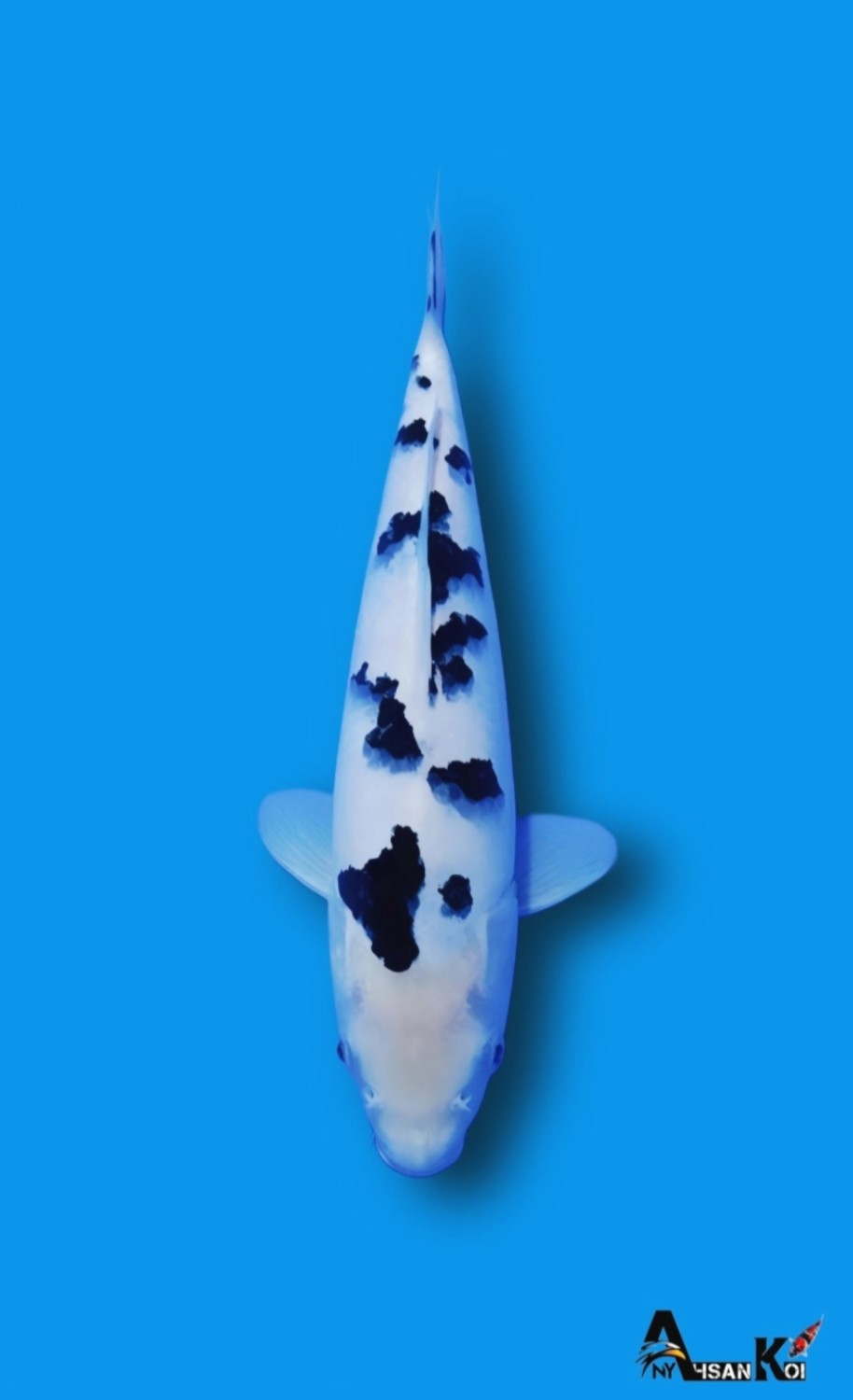 Juara 5
