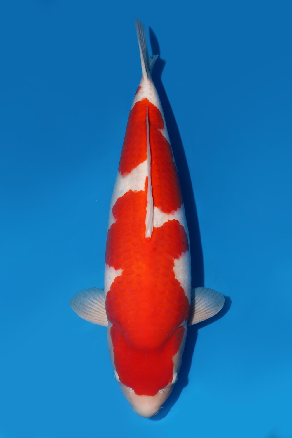 Juara 2