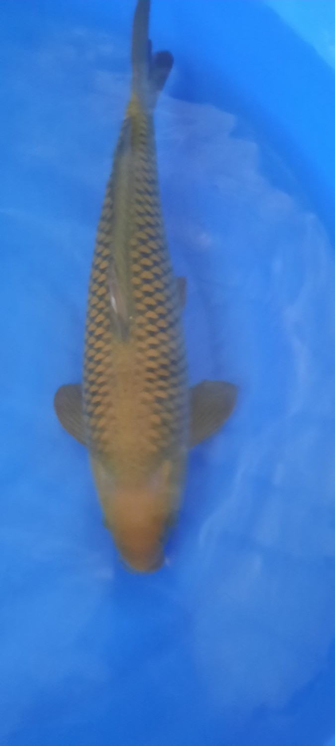Juara 1