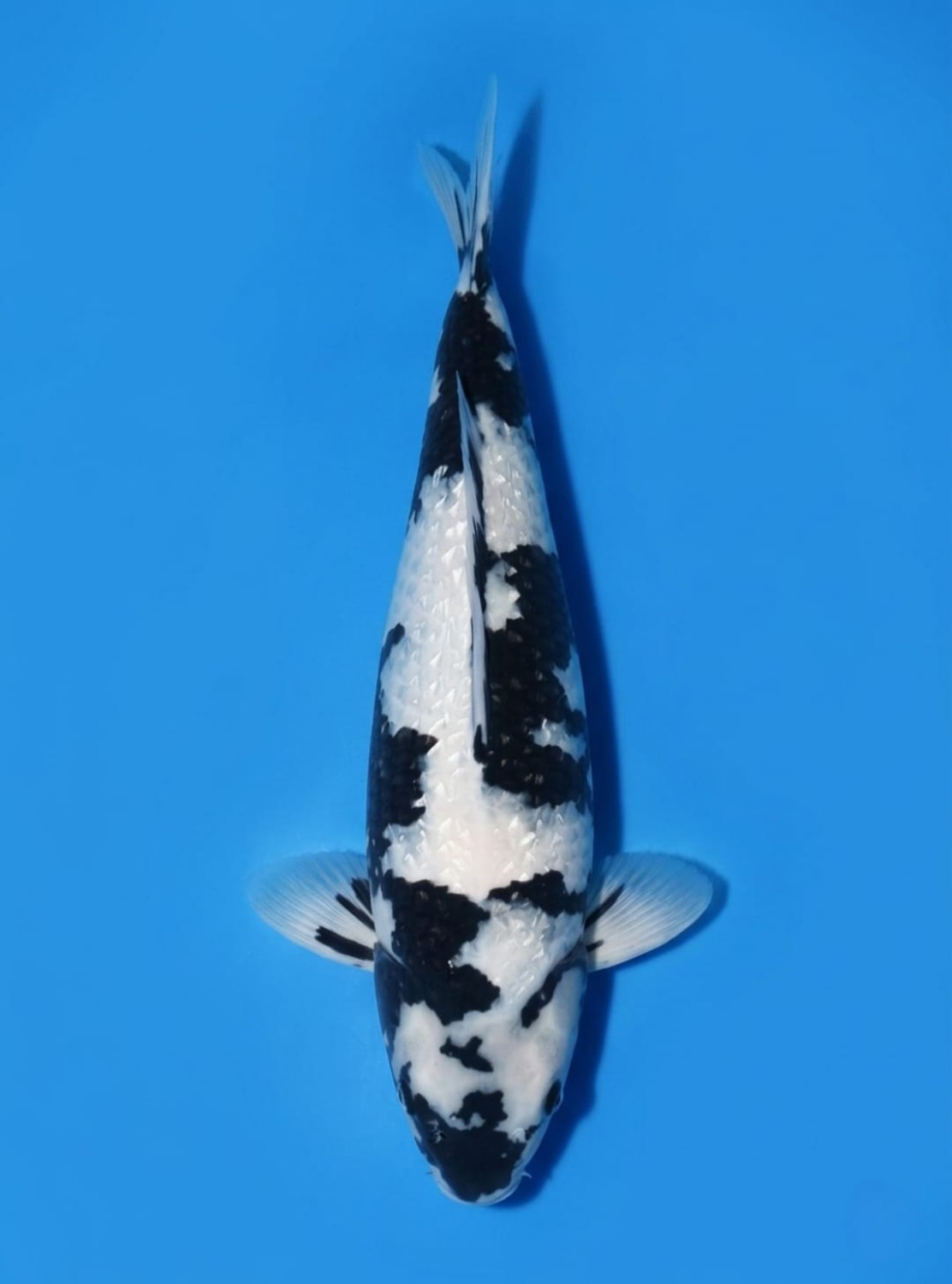 Juara 1