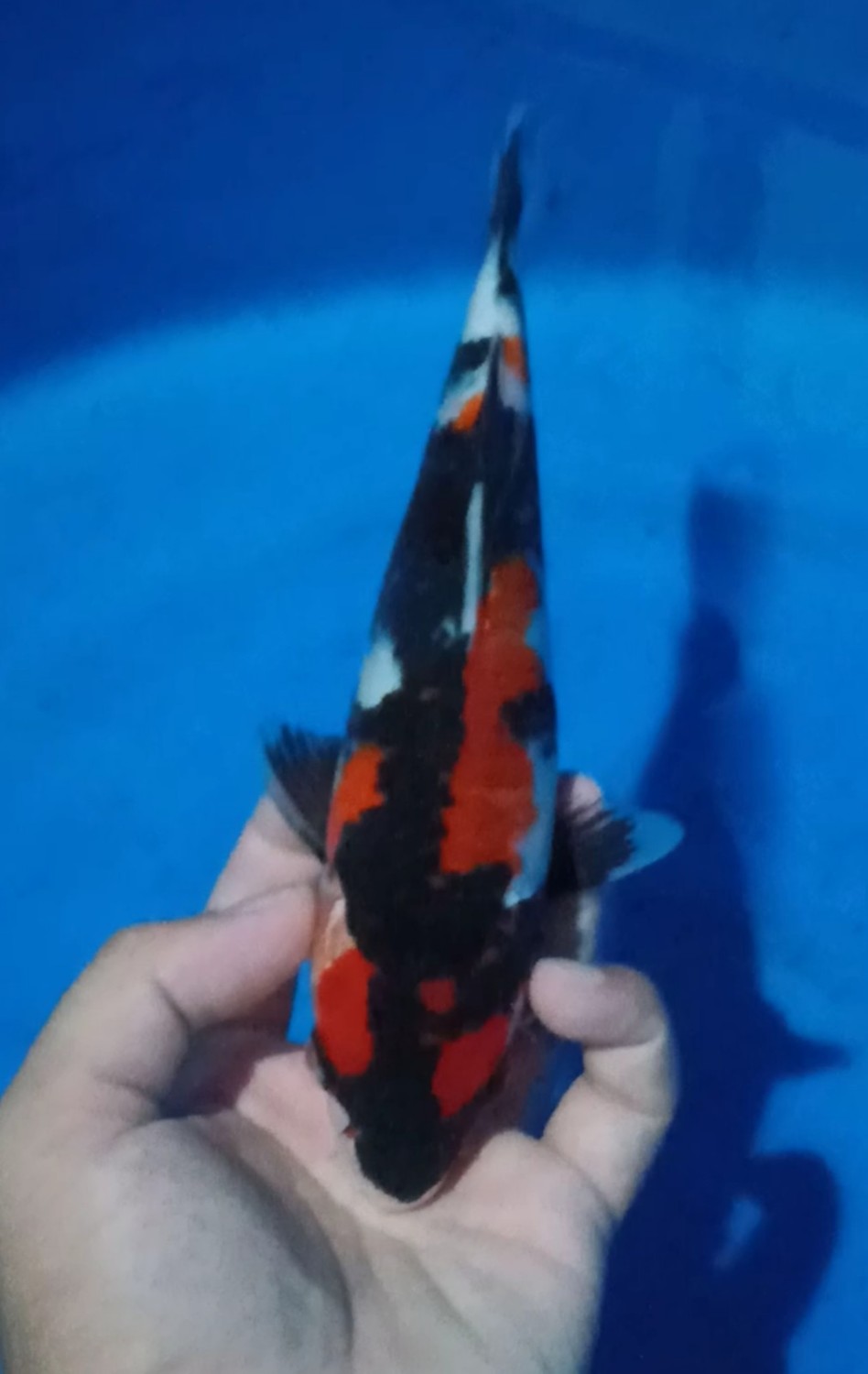 Juara 4