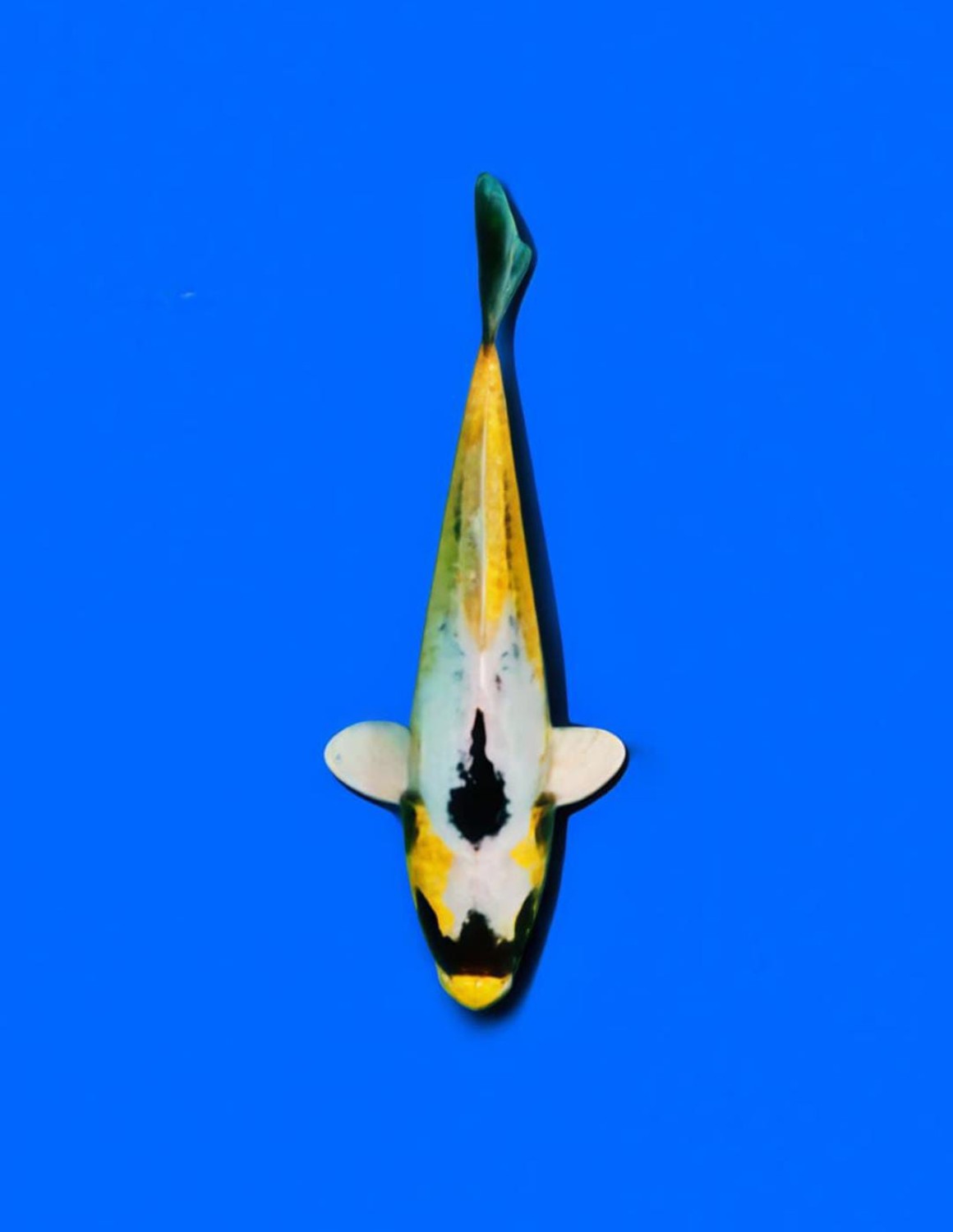 Ikan Koi Kawarimono A