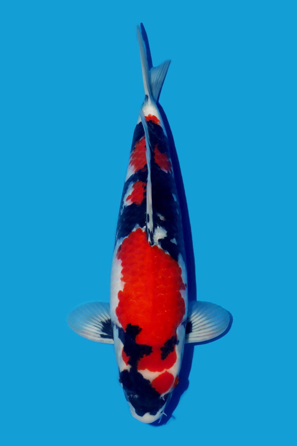 Juara 1