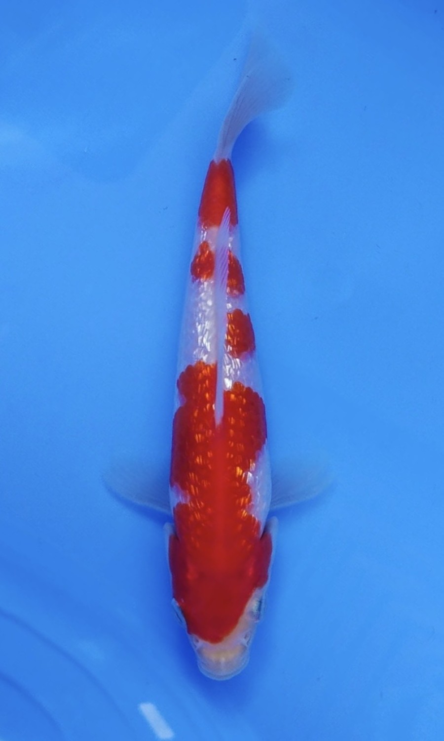 Ikan Koi Kinginrin A