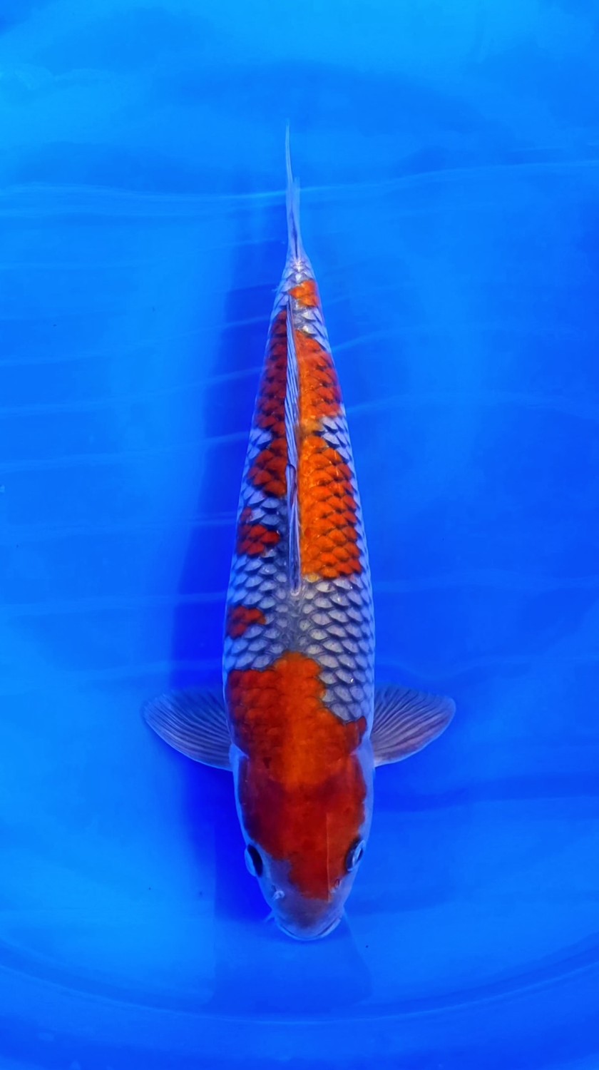 Juara 1