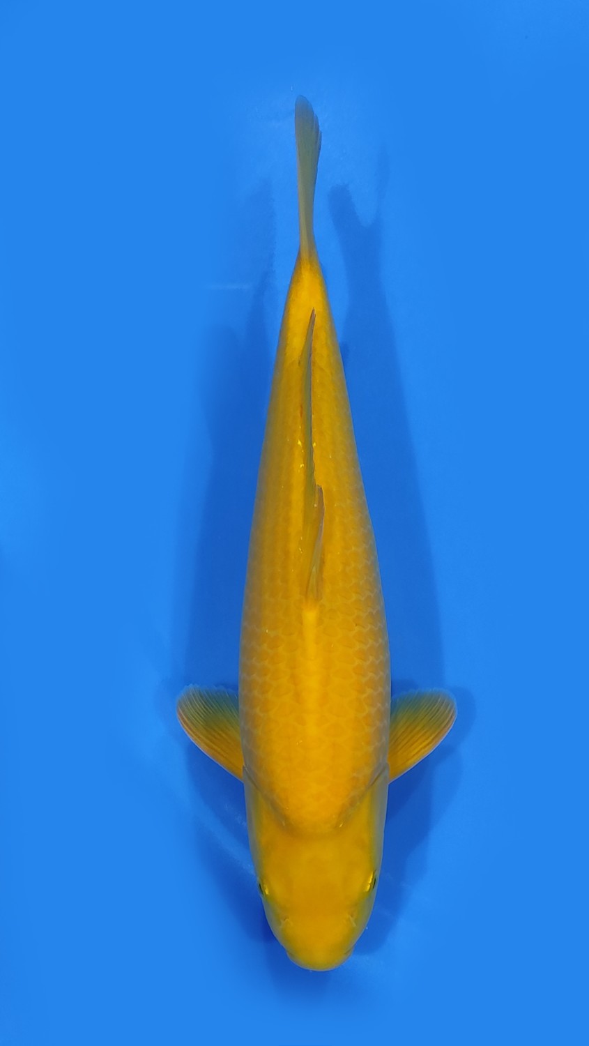 Juara 2