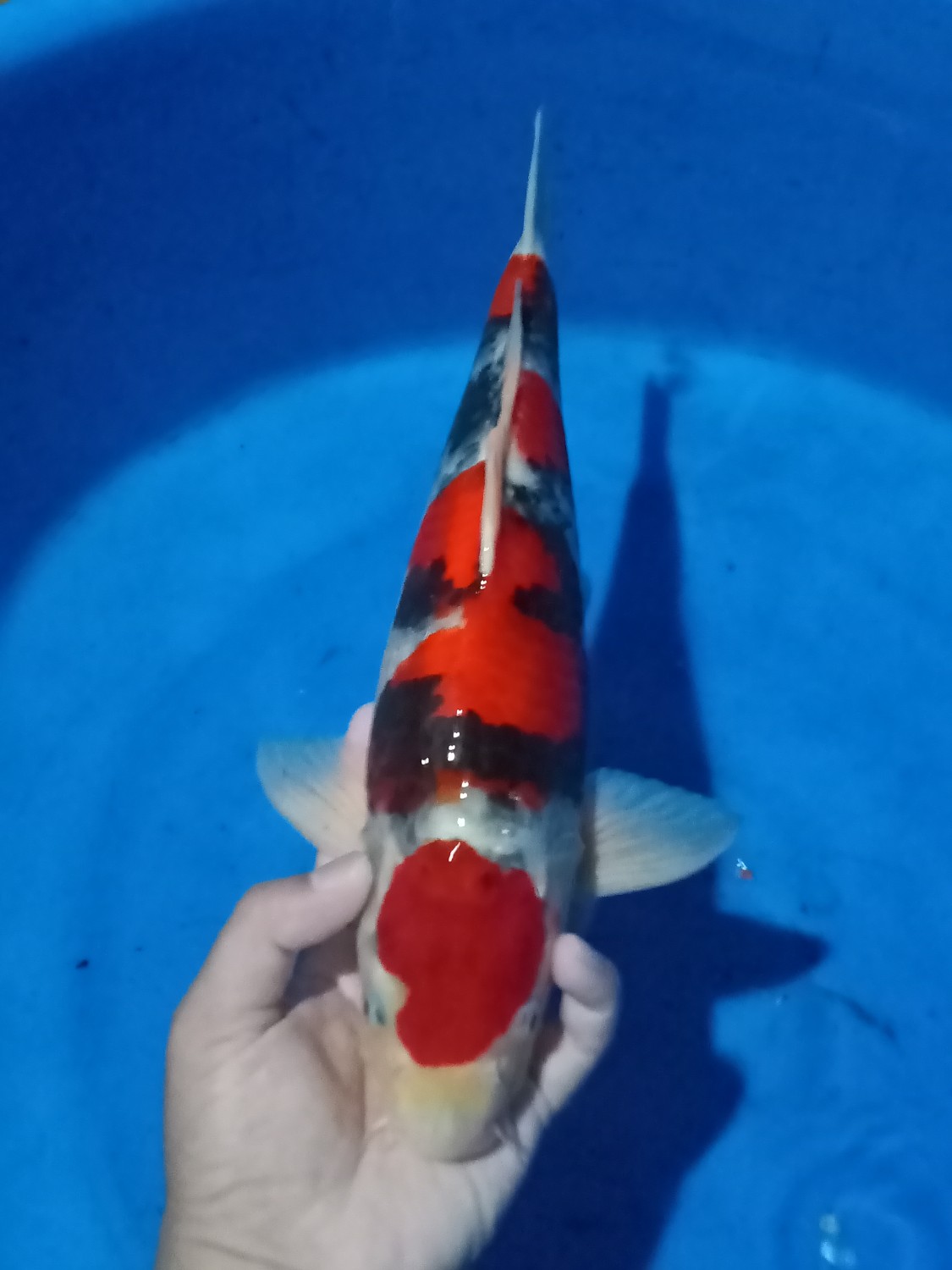 Juara 5
