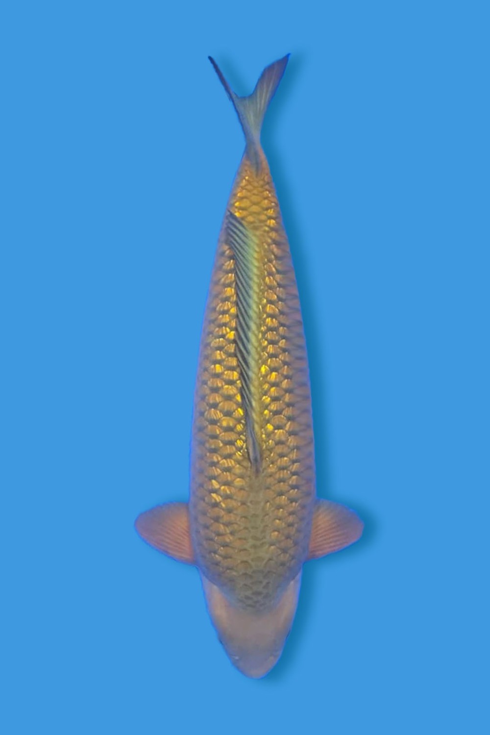 Juara 3