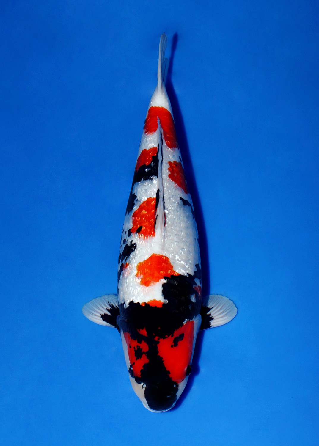 Ikan Koi Kinginrin A