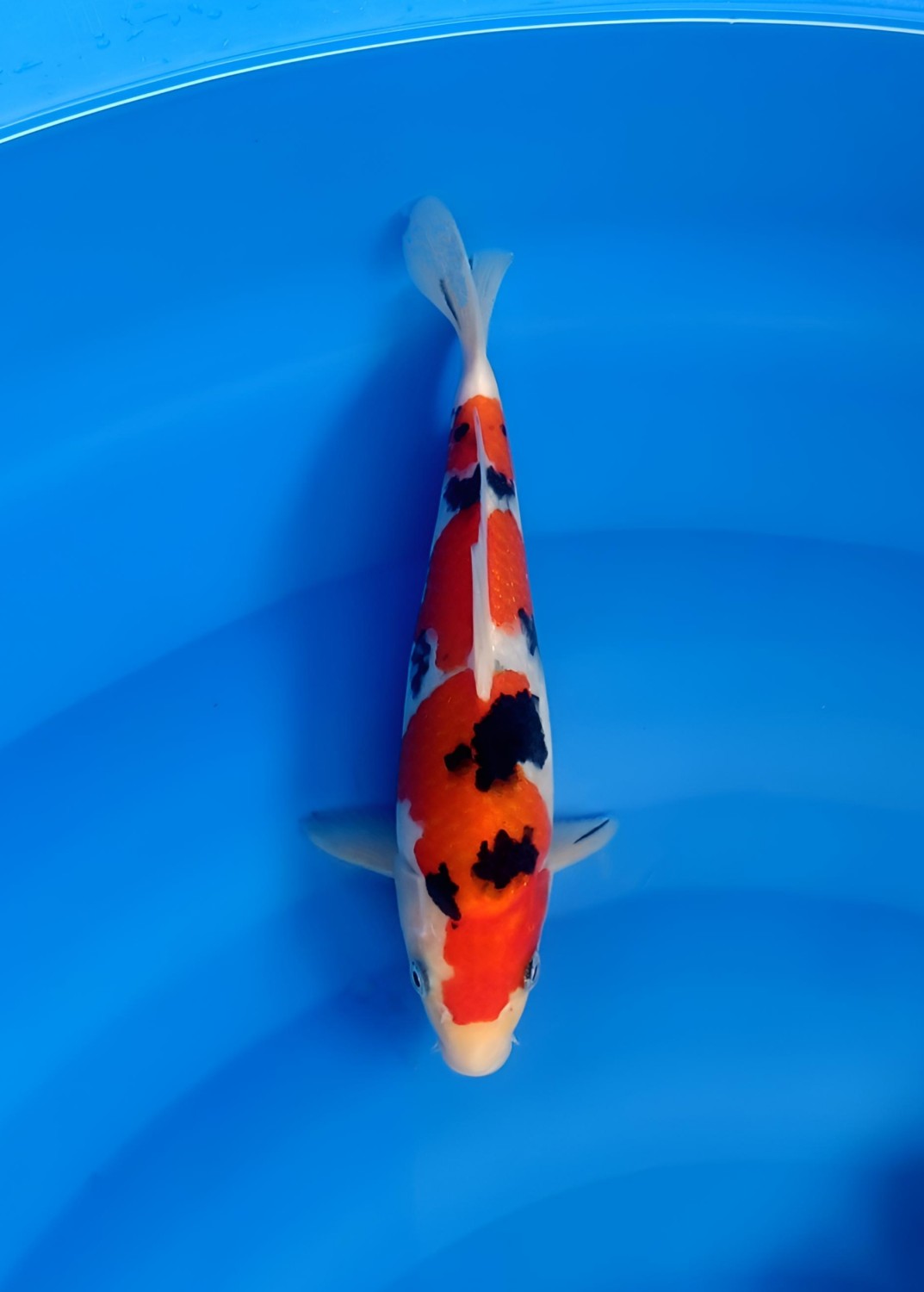 Best In Size A 26 - 30 cm