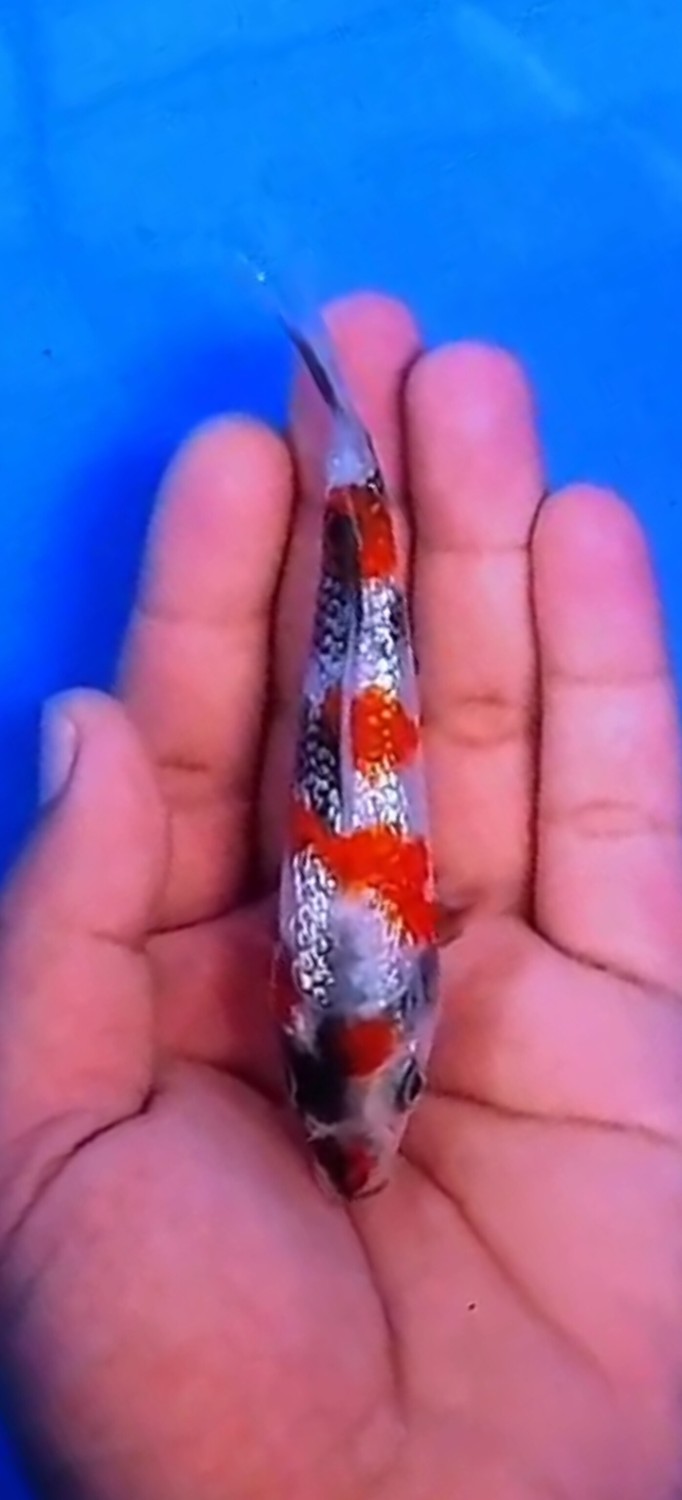 Juara 1