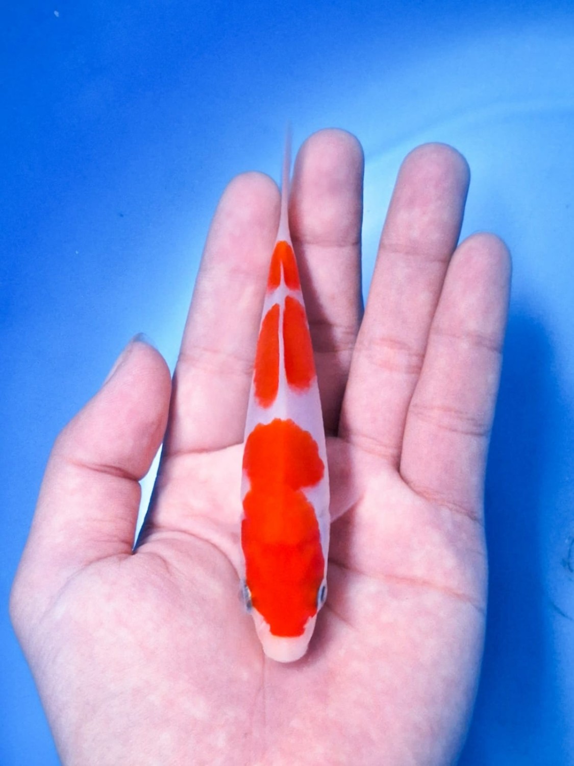 Juara 1