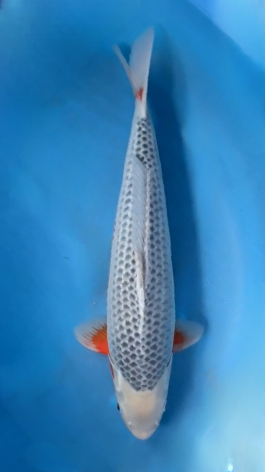 Juara 1