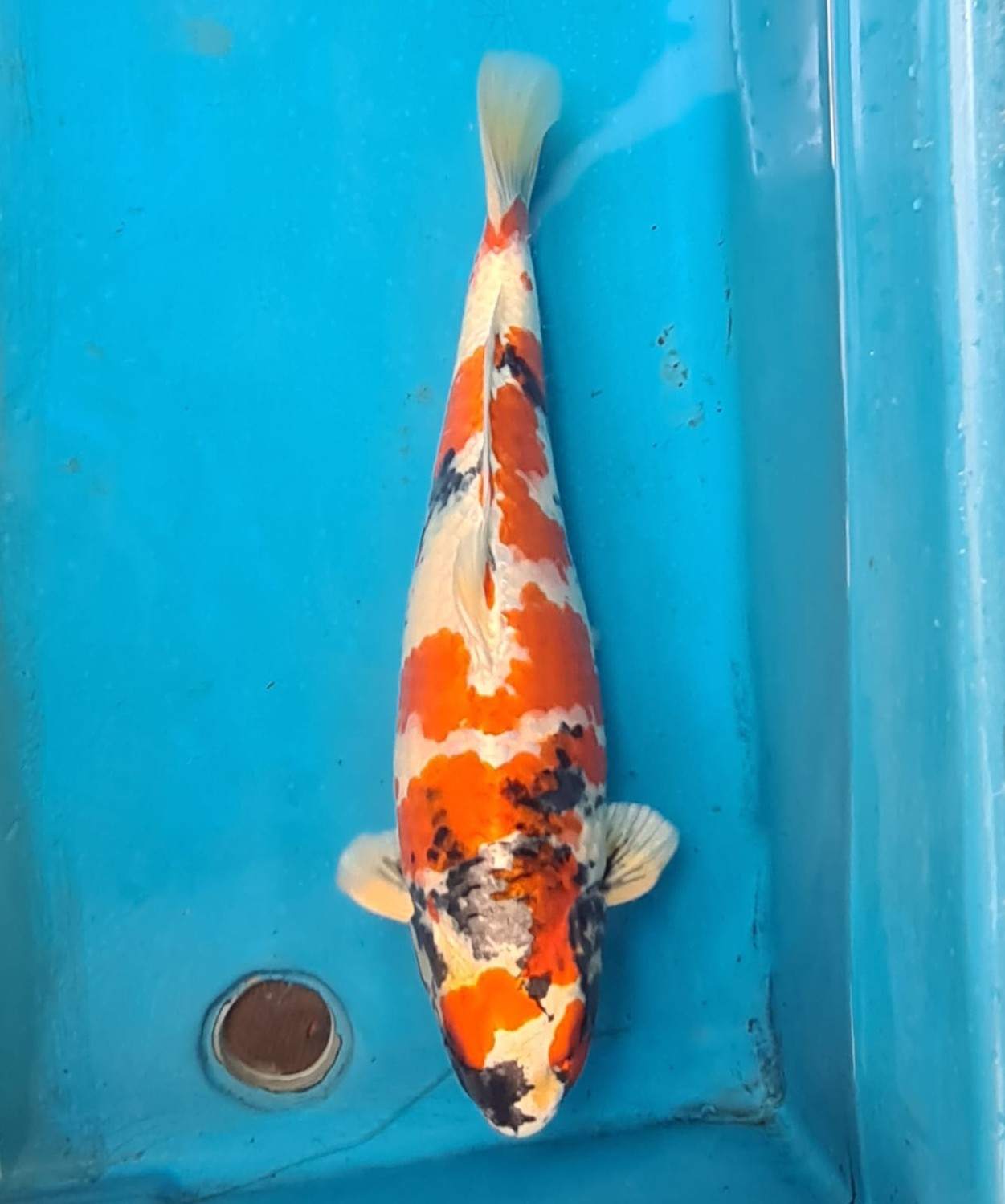 Juara 4