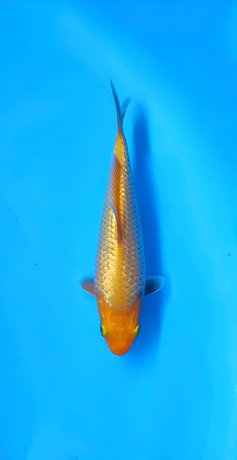 Juara 3