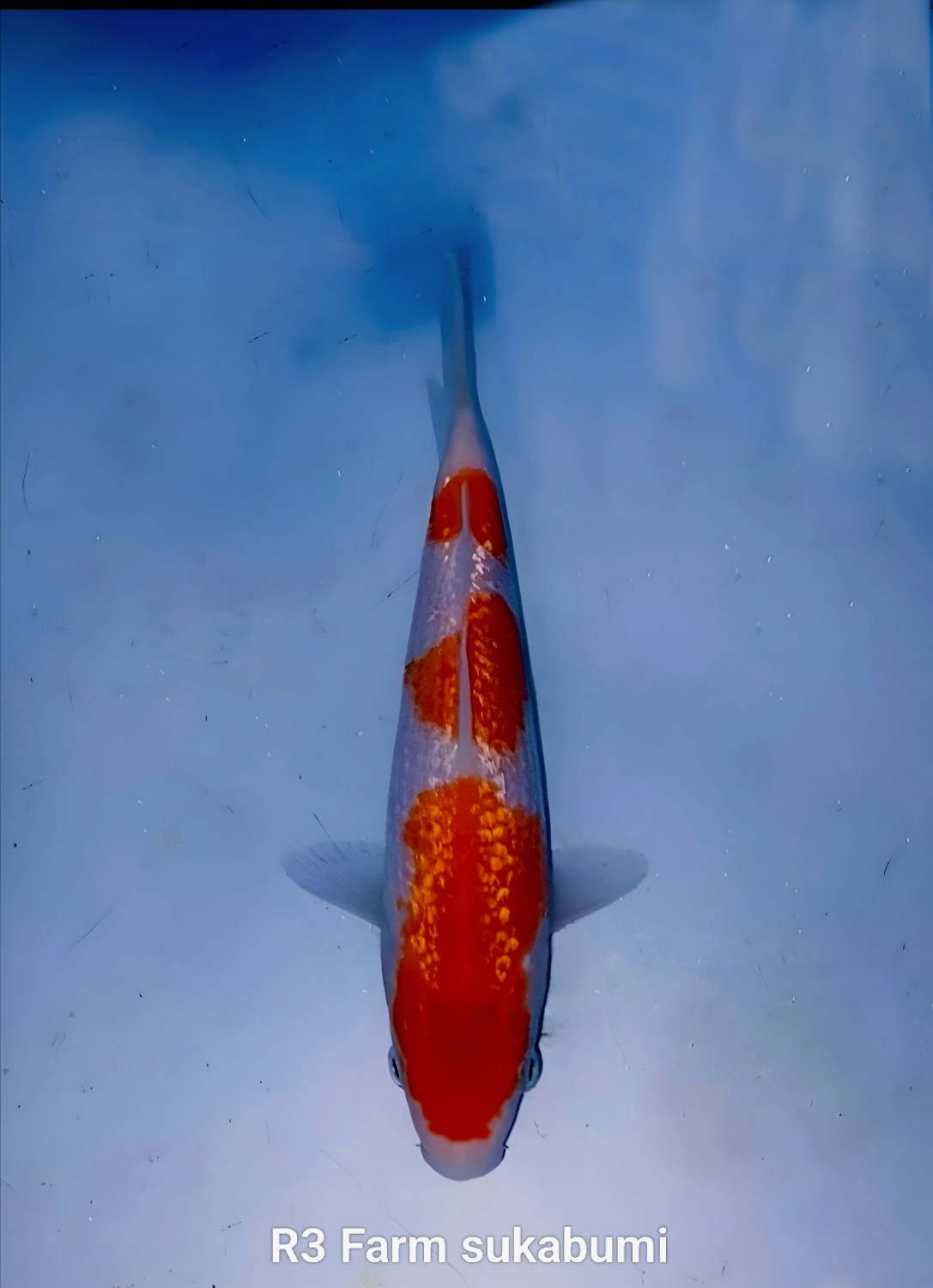 Ikan Koi Kinginrin A