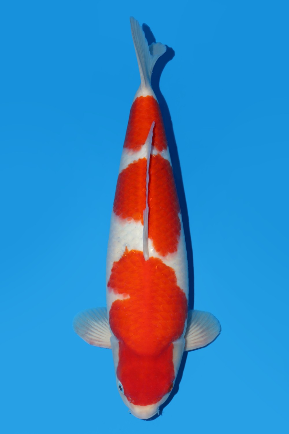 Best In Size A 46 - 50 cm