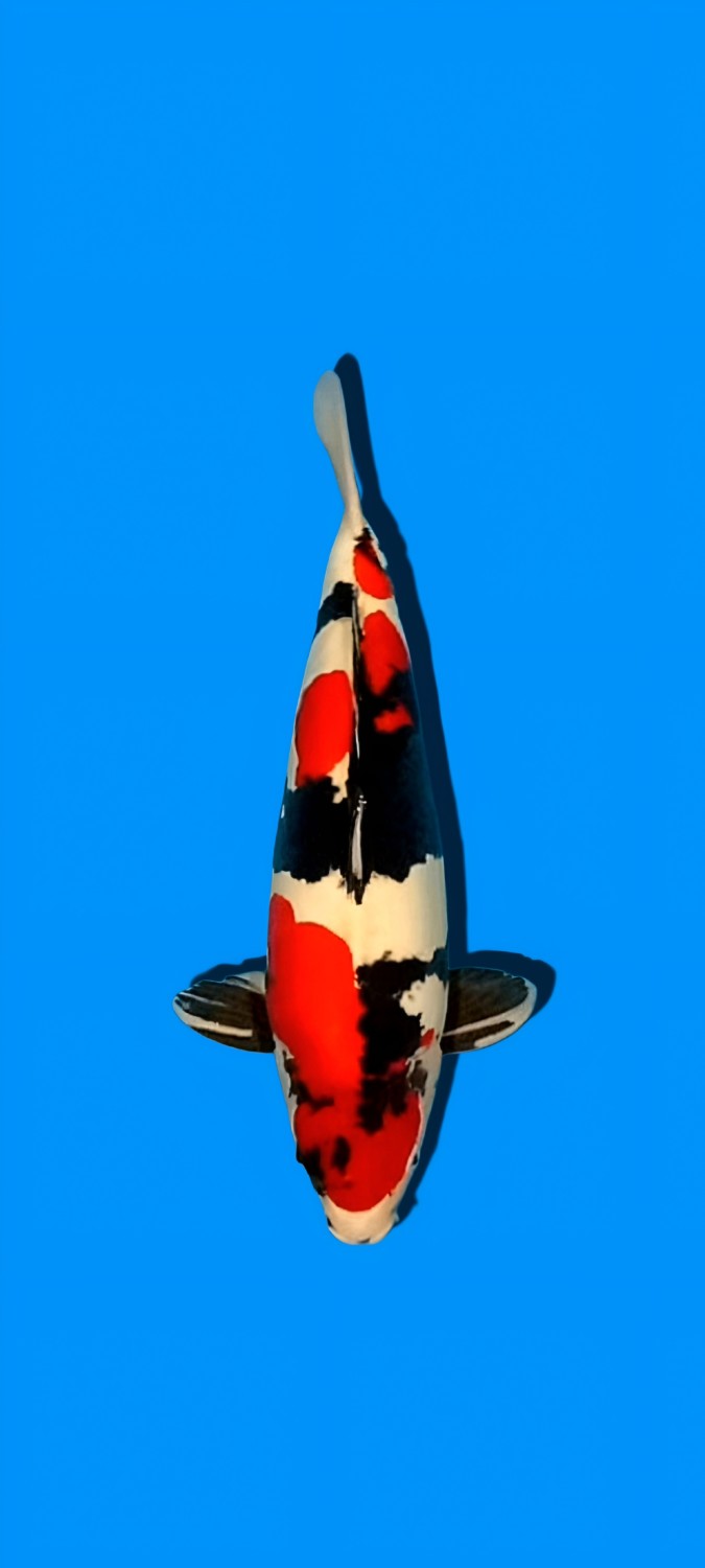 Juara 1