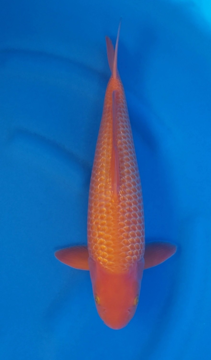 Juara 3