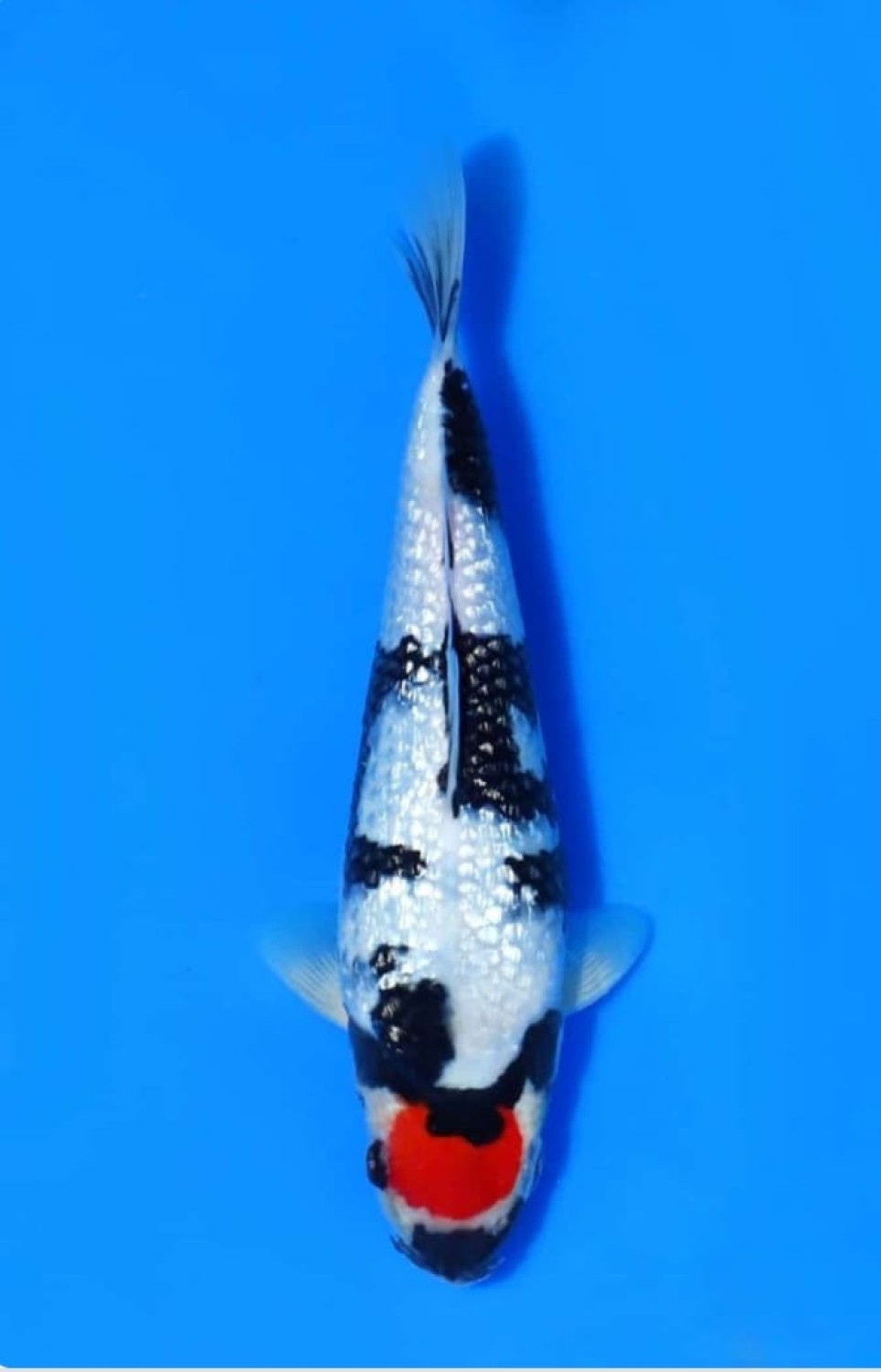 Juara 2