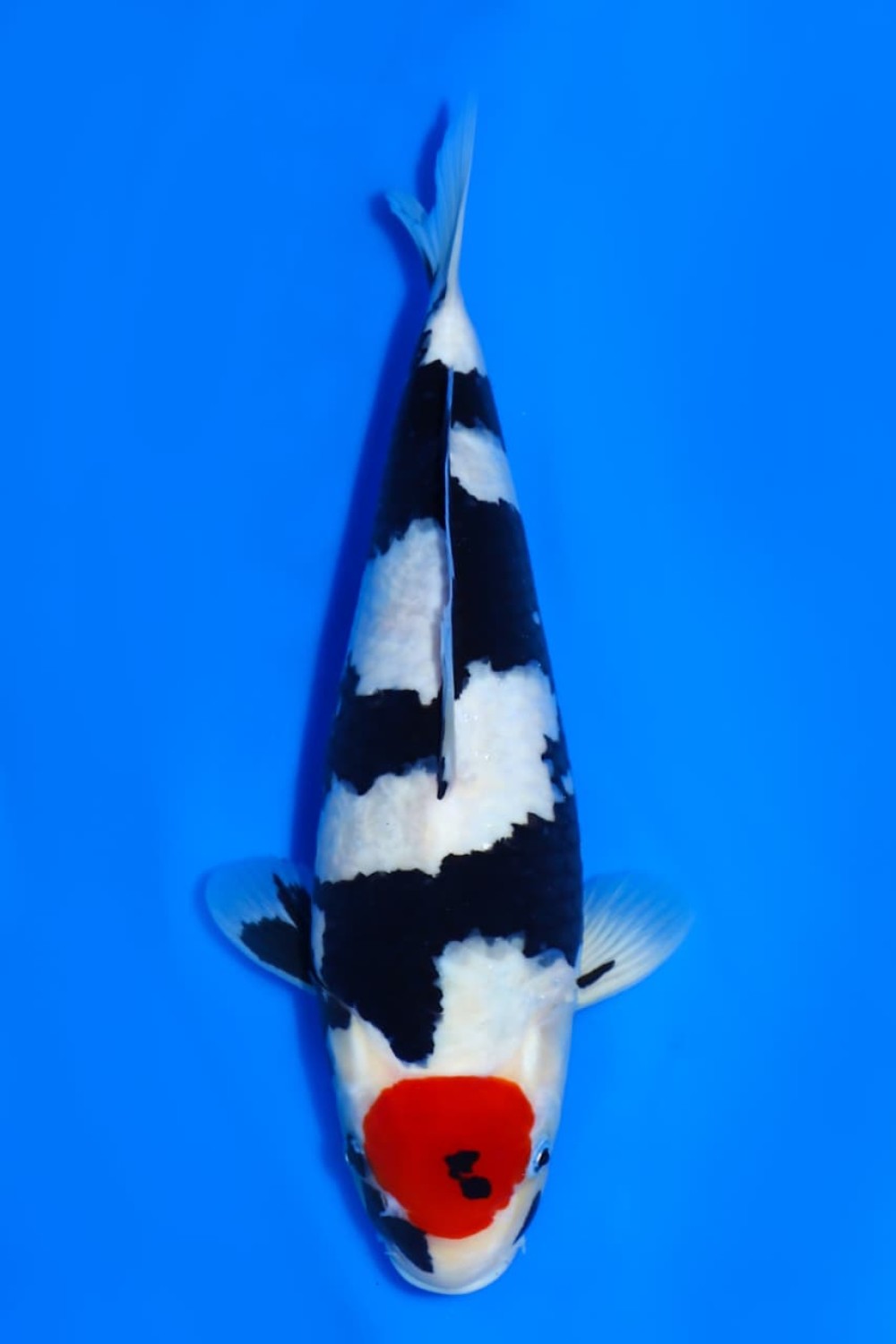 Juara 5