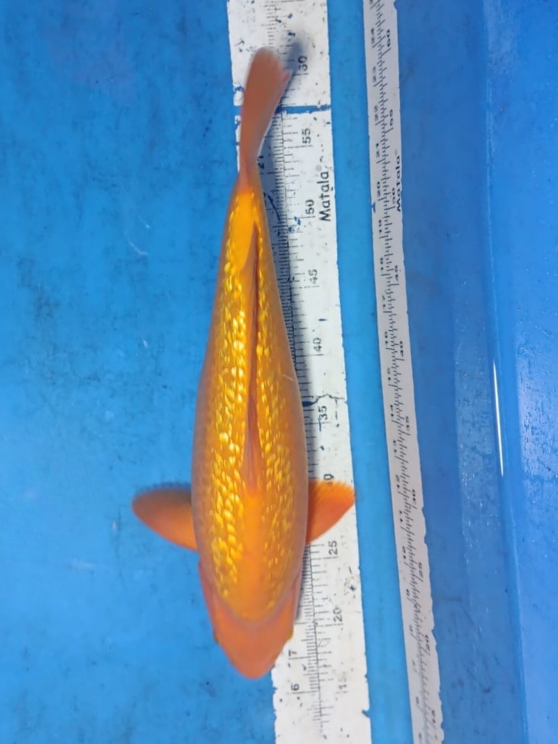 Juara 4