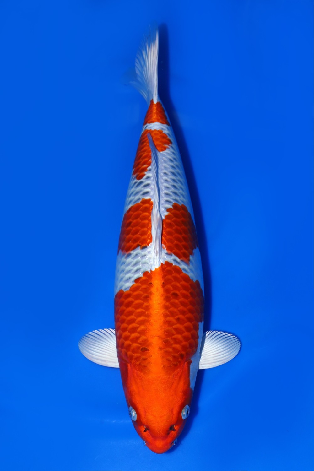 Juara 2