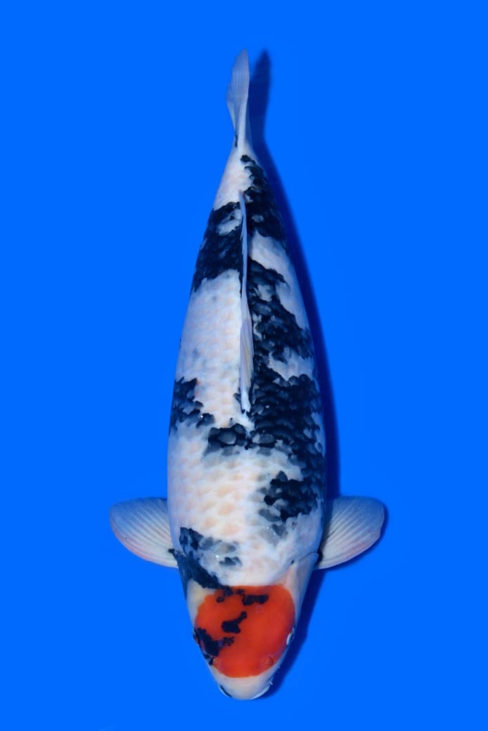Juara 1