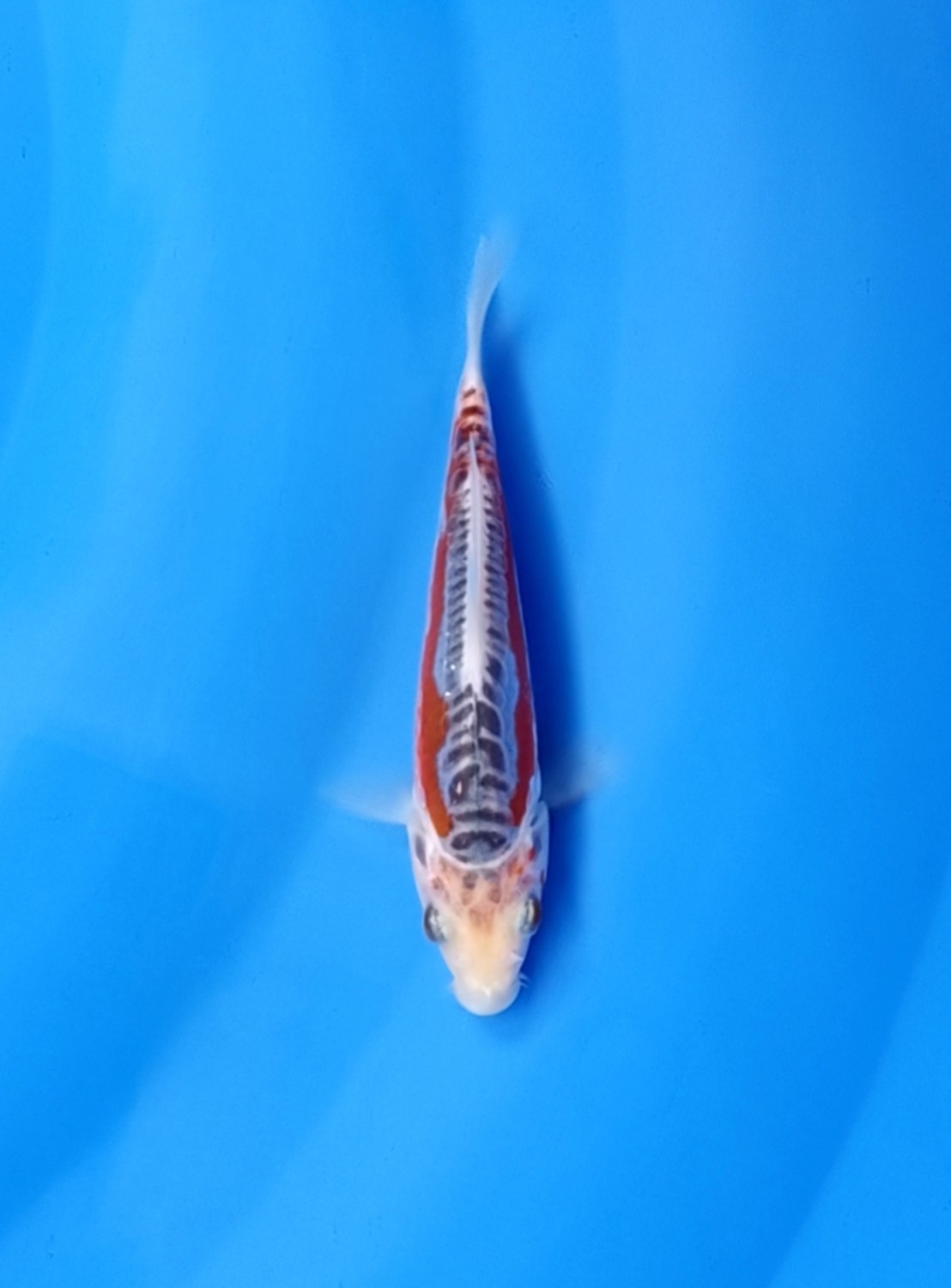 Best In Size D Up To 12 cm