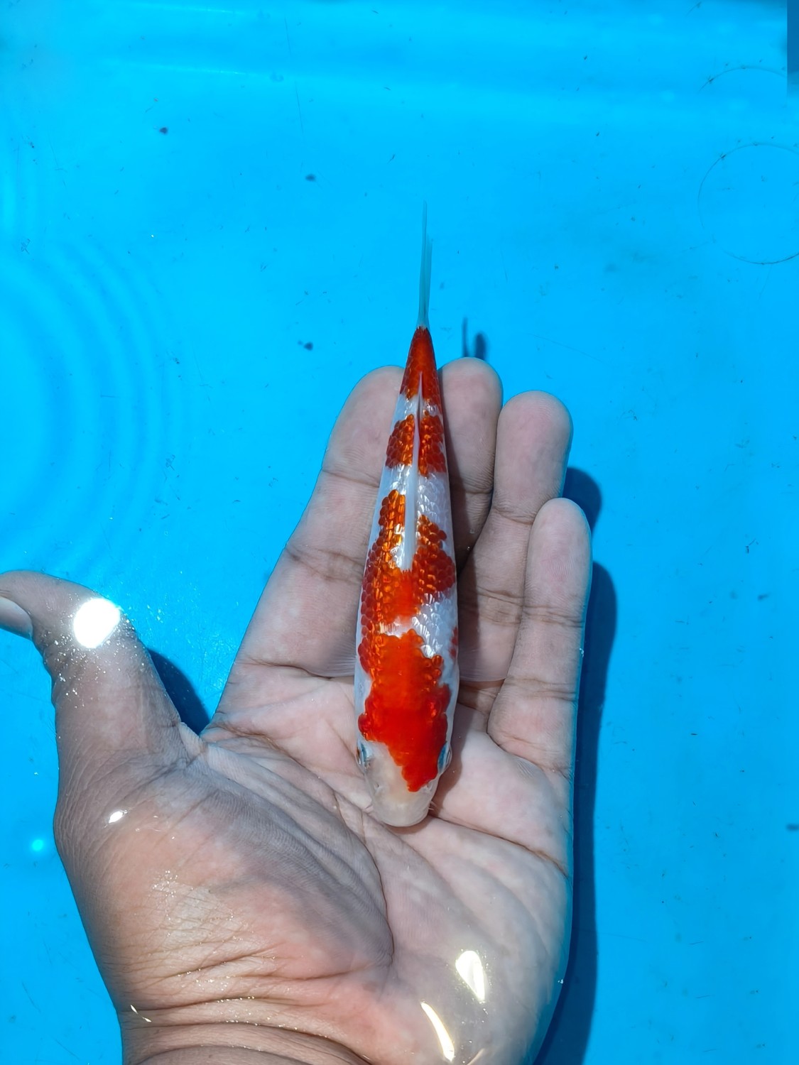 Ikan Koi Kinginrin A