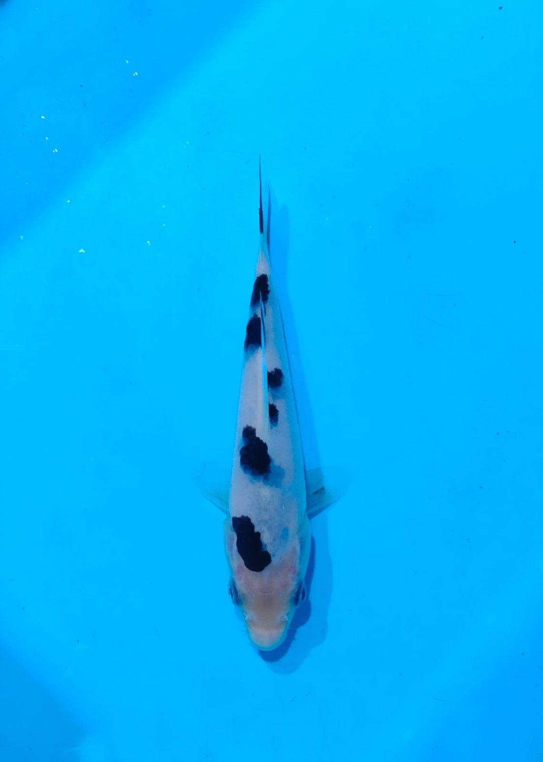 Ikan Koi Bekko