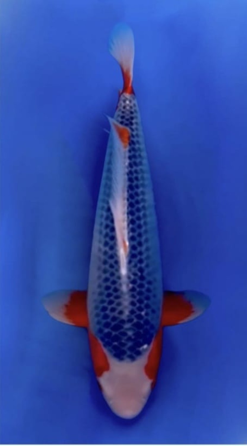 Juara 1