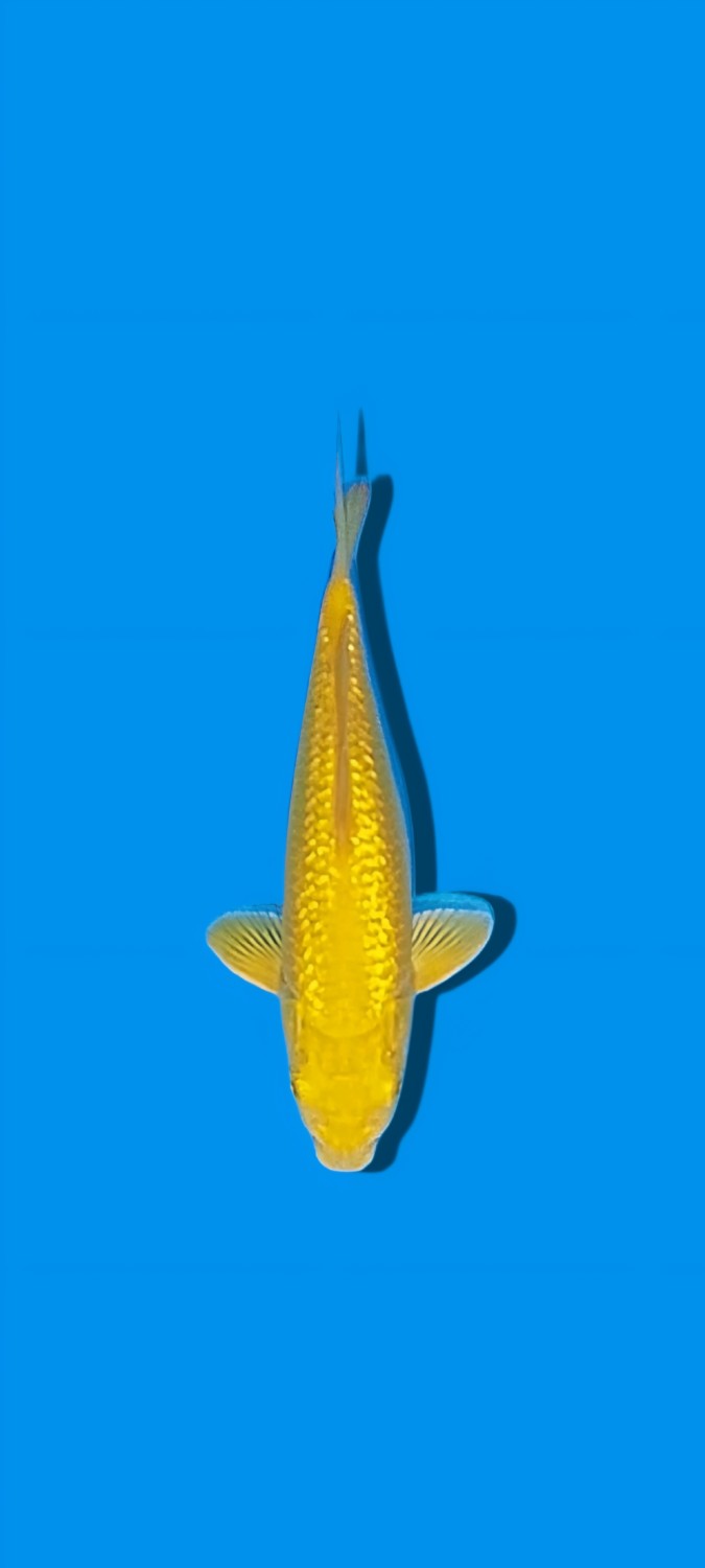 Juara 1