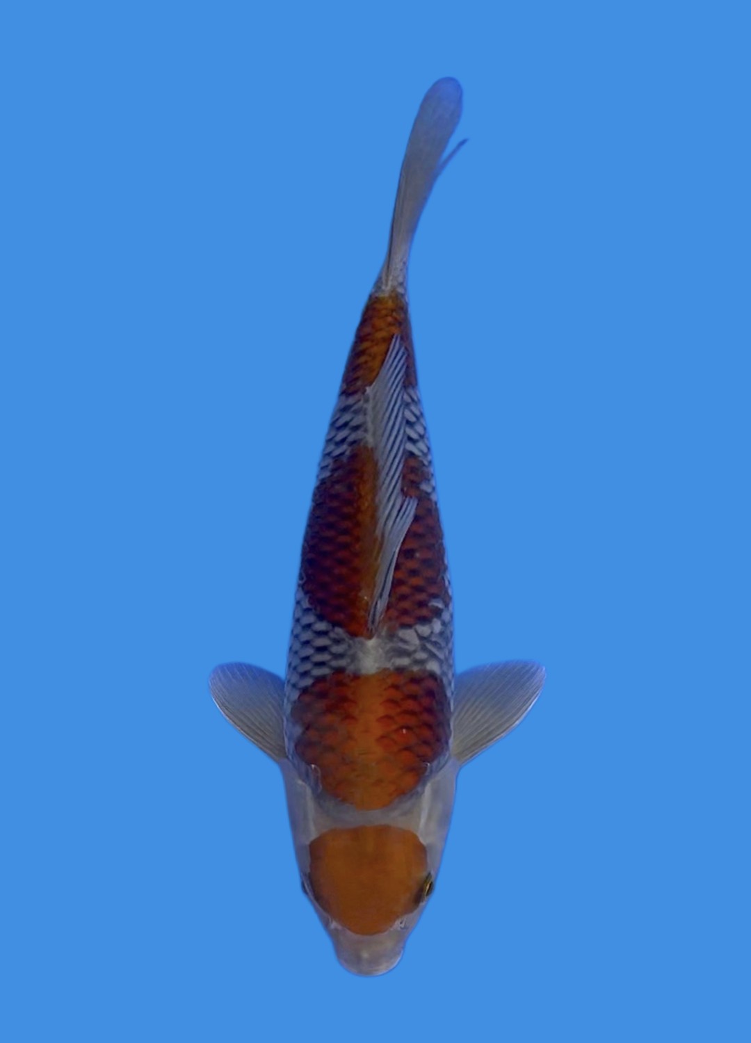 Juara 1