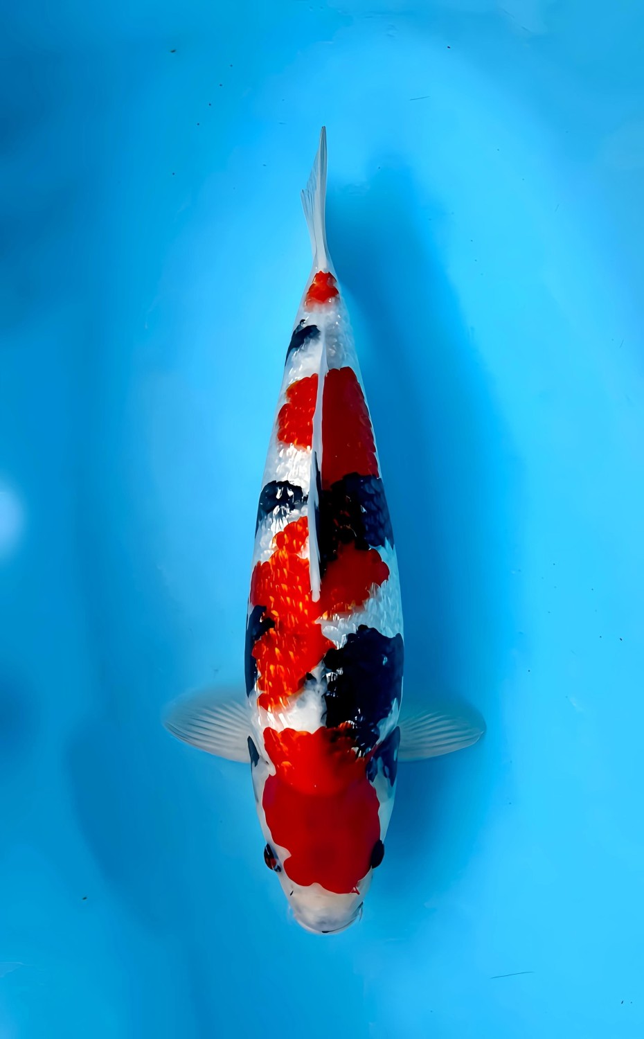 Juara 1