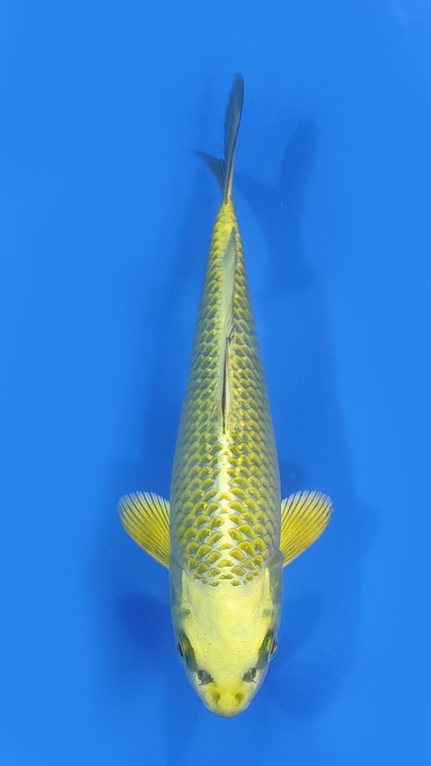 Juara 4