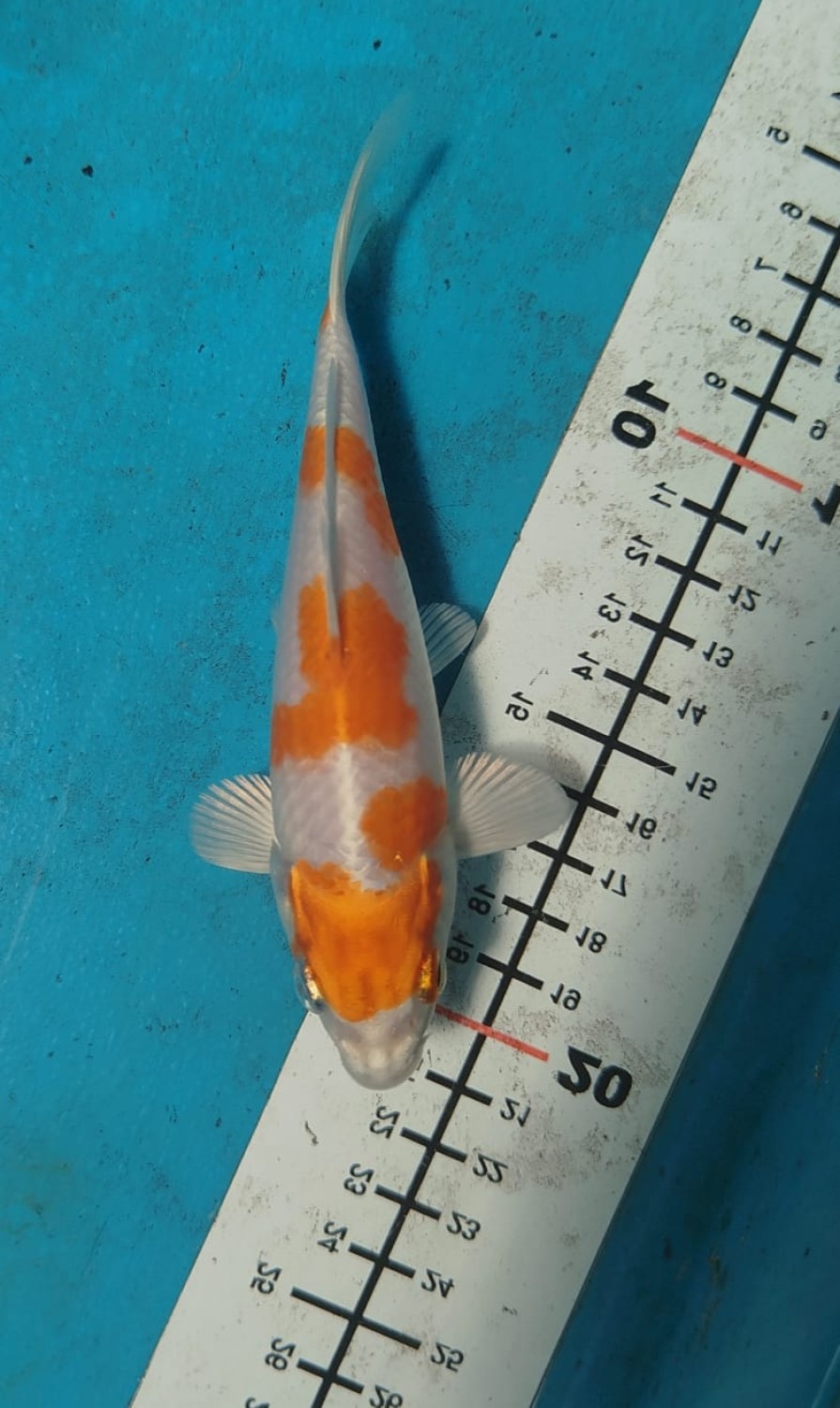 Juara 1