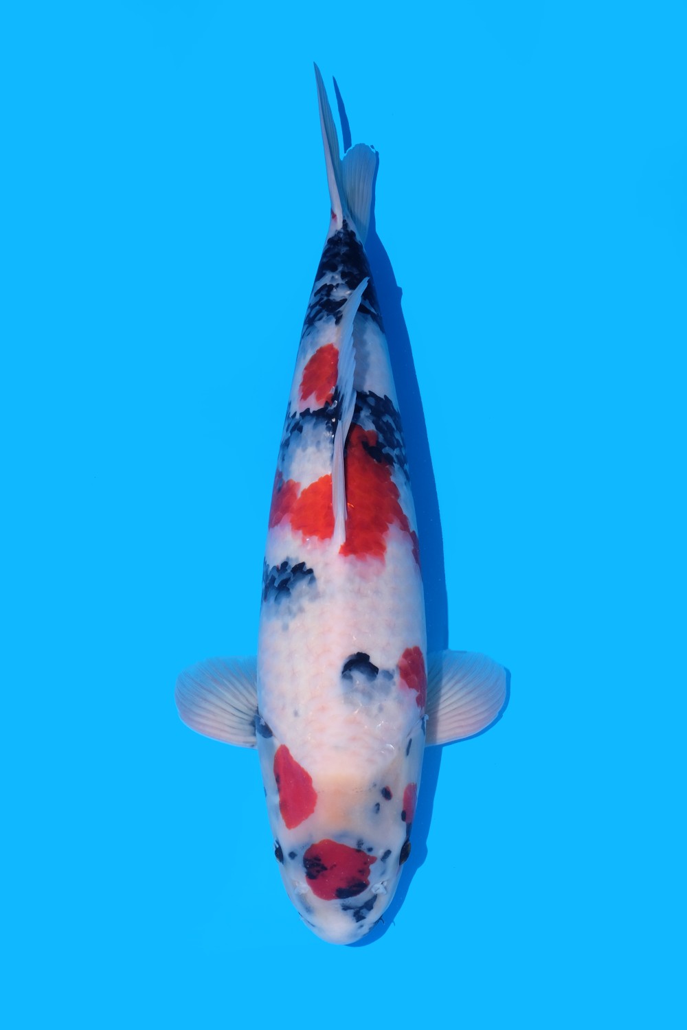 Juara 5