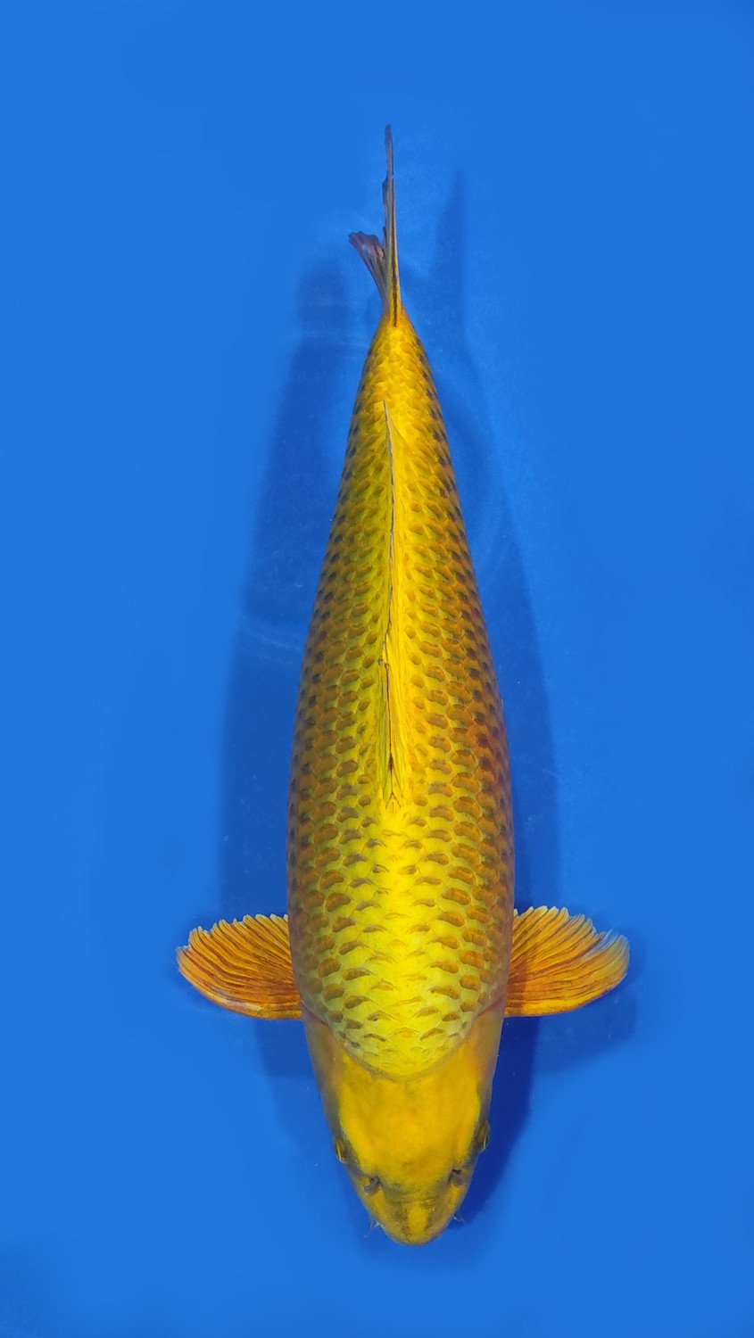Juara 1