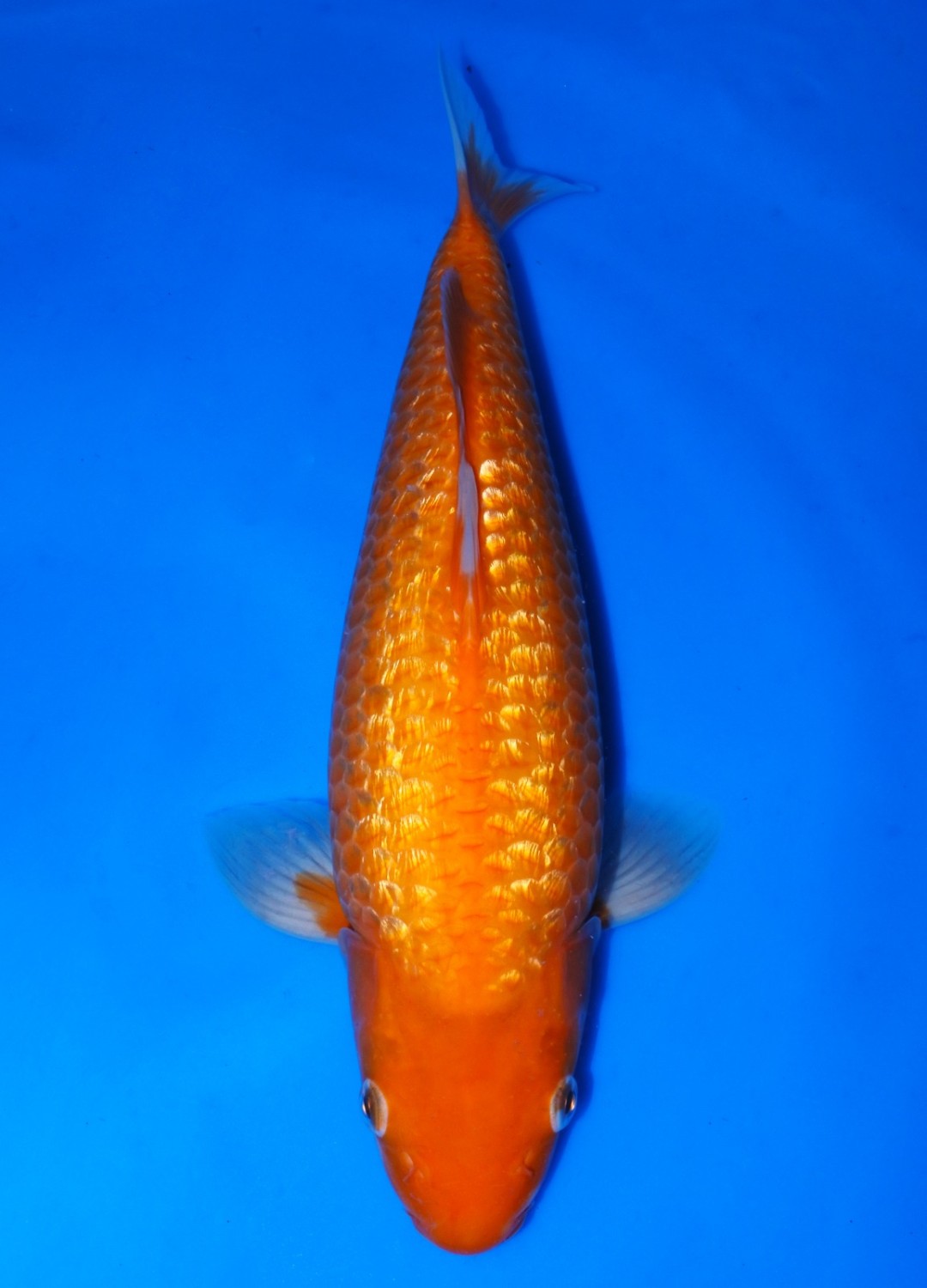 Juara 3