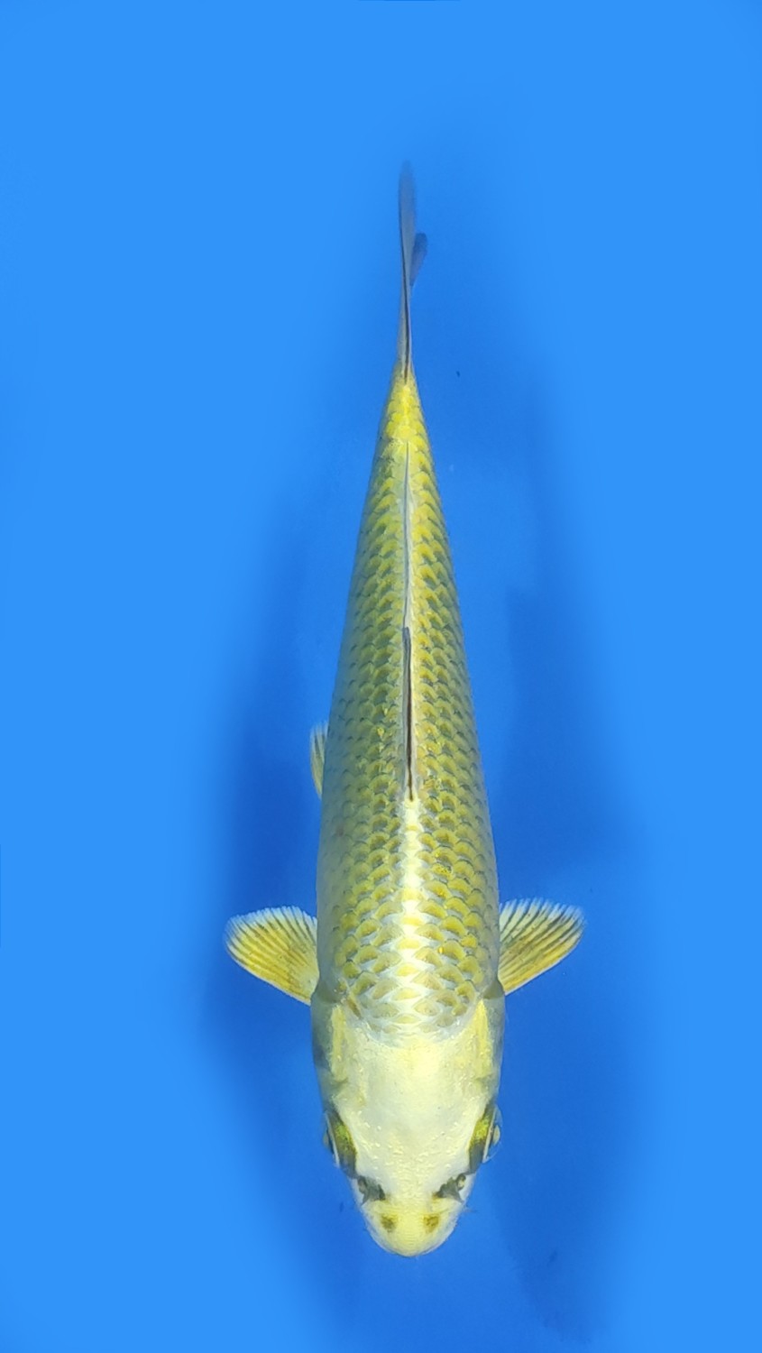 Juara 2