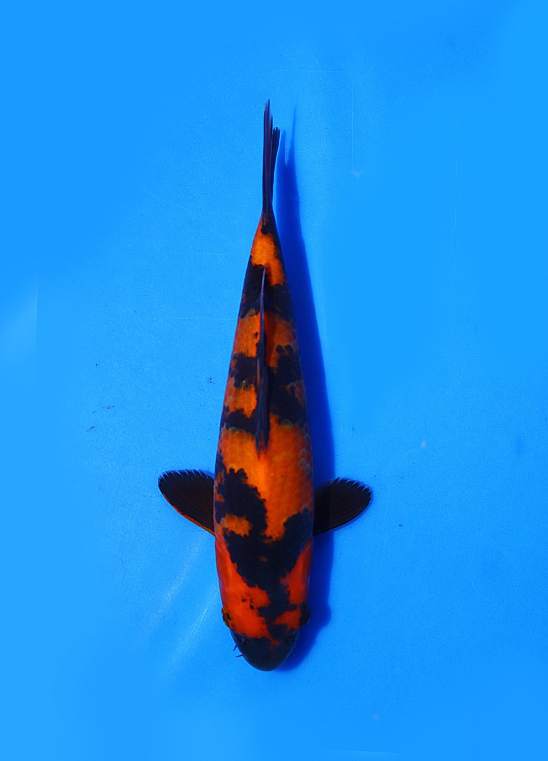 Juara 2