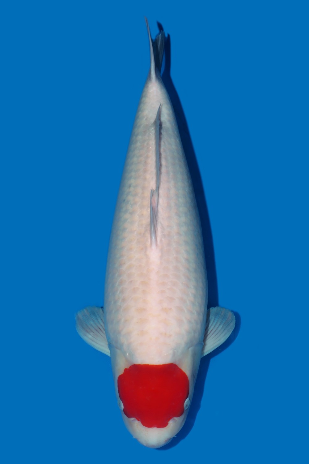 Juara 2