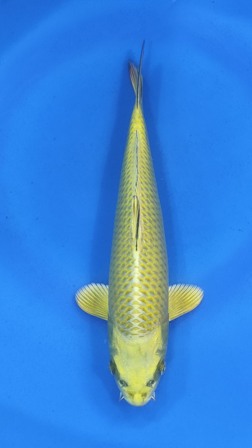 Juara 5